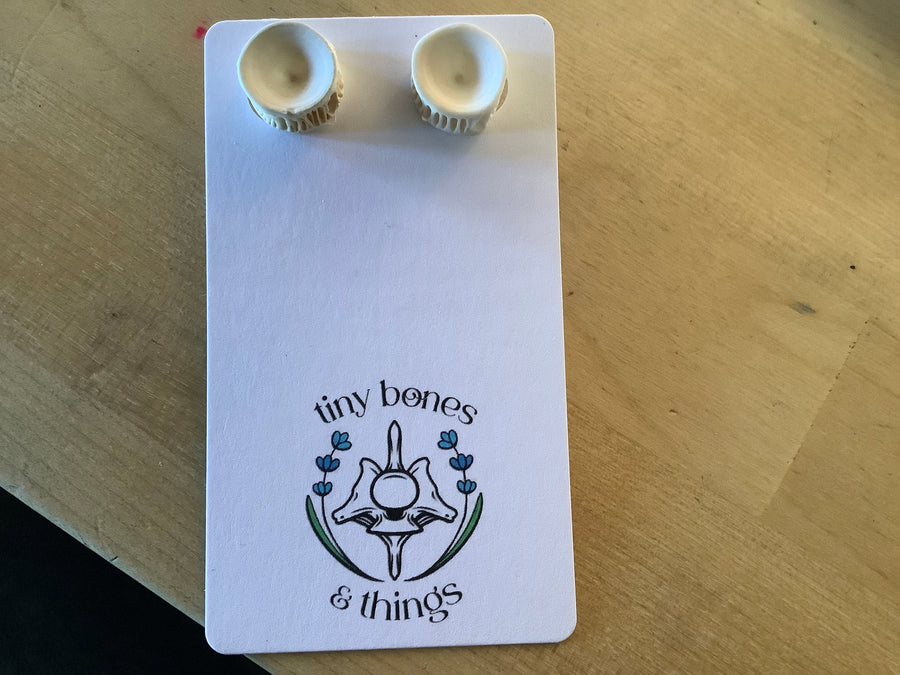 Fish bone studs tiny bones 6/16/26