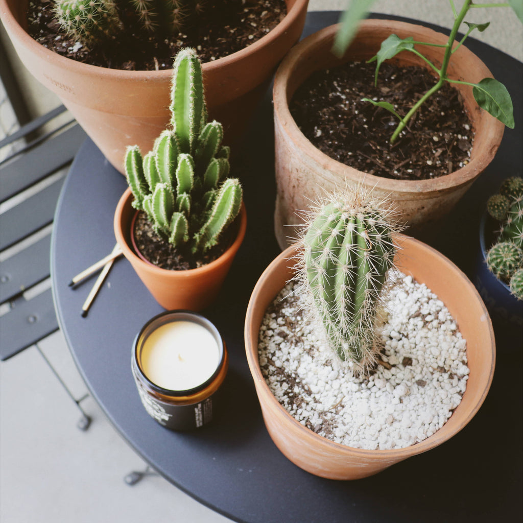 Project Happiness Candle Co. - Cactus Flower and Jade Soy Candle - 8oz | Spring Scent