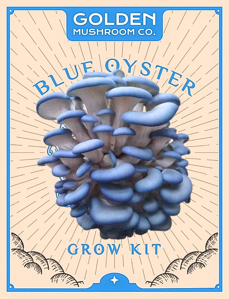 Blue Oyster Mushroom Grow Kit